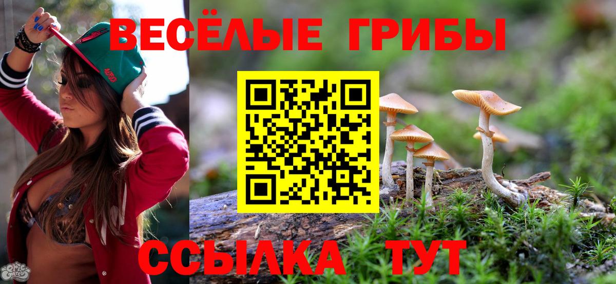 Галлюциногенные грибы Psilocybe Гусиноозёрск